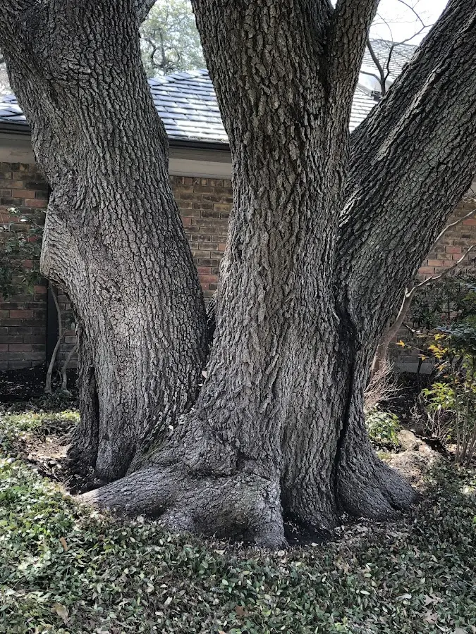 Mature heritage tree close to a Slatedale property cared for by certified arborists